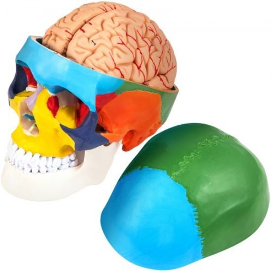 Picture of VEVOR Human Skull Model, 8 Parts Brain Human Skull Anatomy, Life-Size Learning Skull with Brain, PVC Painted Human Skull Model, Labeled Anatomical Skull, for Medical Teaching, Researching and Learning