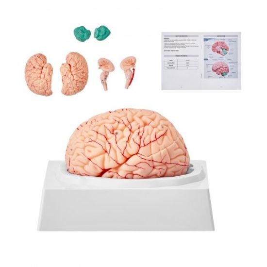 Picture of VEVOR Human Brain Model Anatomy, 2X Life-Size 4-Part Human Brain Anatomical Model with Labels & Display Base, Color-Coded Detachable Brain Model for Science Research Teaching Learning Study Display